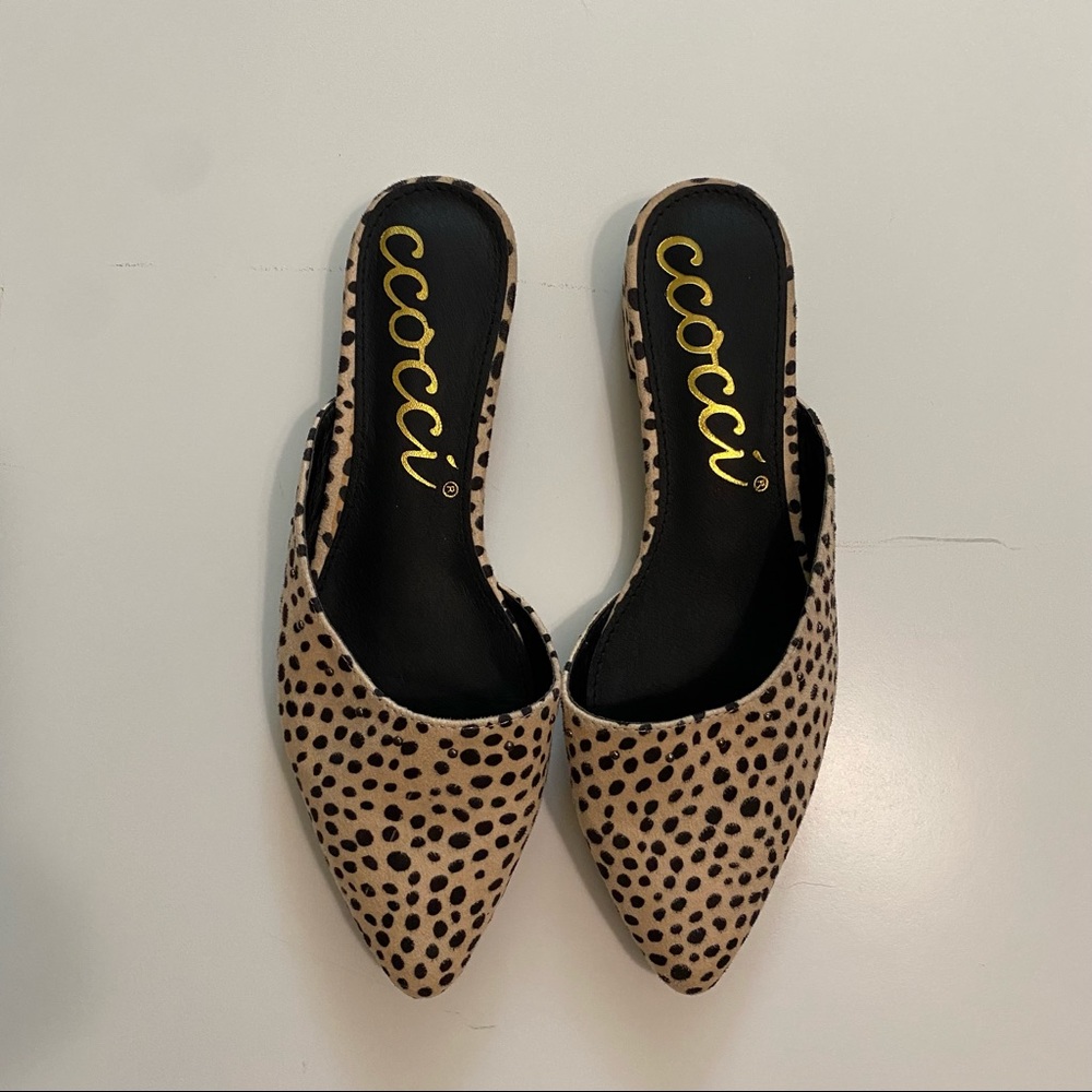 Ccocci flats 8
